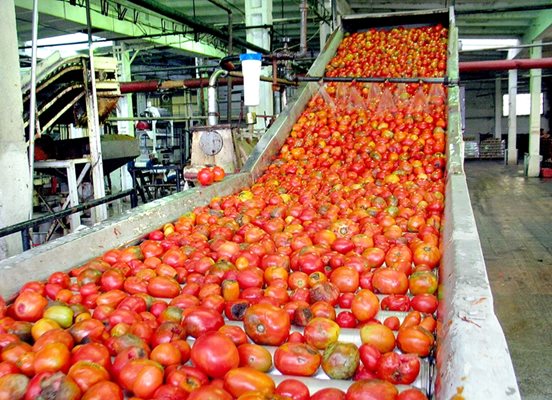 В консервните предприятия доматите се купуват на едро и затова цените им са по-ниски.