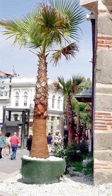 Новите палми около Римския стадион в Пловдив