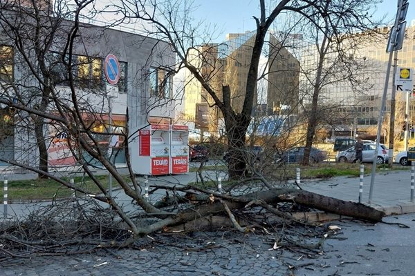 Силен вятър събори дървета в столицата