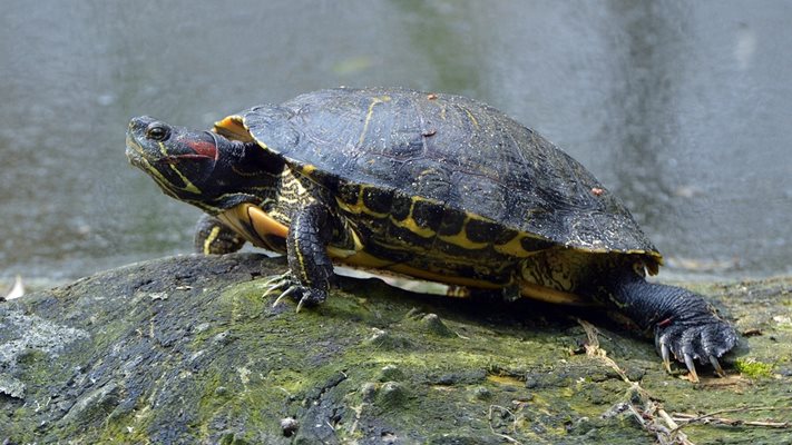Червенобузестите костенурки са безопасни за човека, но страшни за себеподобните