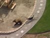 Куче стана хит в интернет, след като изгони мечка от частен имот (Видео)