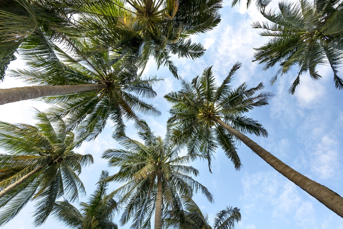 Повече от хиляда вида палми са застрашени от изчезване
