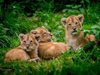 Във Великобритания се родиха лъвчета тризнаци