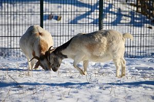 Стопаните с бременни кози след Нова година да се подготвят за ярета