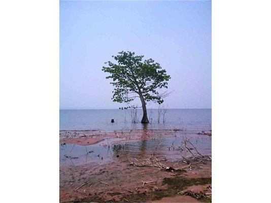 Самотно дърво расте в язовира на река Волта в Гана. Едно дърво в едно село на брега на един язовир, който е 8% от територията на България. Повече нямам какво да добавя…

