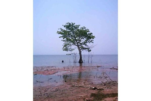 Самотно дърво расте в язовира на река Волта в Гана. Едно дърво в едно село на брега на един язовир, който е 8% от територията на България. Повече нямам какво да добавя…
