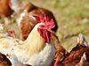 Дания и Южна Африка съобщават за огнища на птичи грип