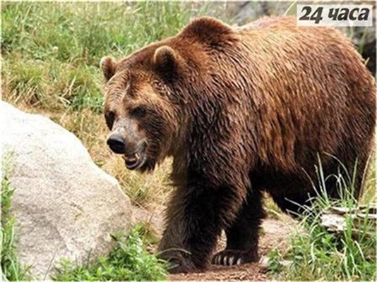 Три села в Смолянско нападнати от мечки