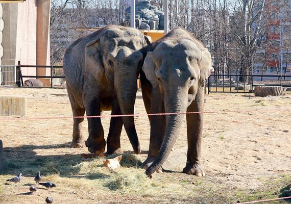 Friends Frosia and Luisa like to have fun in their outdoor yard and take advantage of the sunny hours in winter as well.