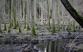 Казан за ракия превърна в блато река в село Воден