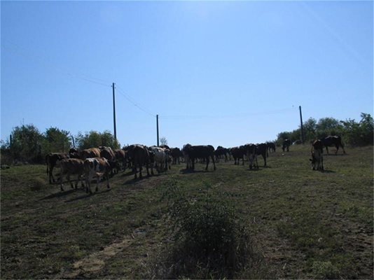 В село без хора 150 крави живеят по европейски стандарти.