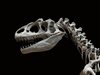 Зъб от динозавър откриха палеонтолози в Трънско