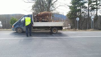 Полицаи и горски инспектори спряха бракониерска сеч в землището на с. Крива бара