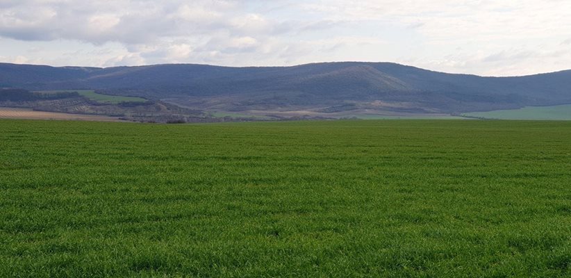 Най-зелената и тучна пшеница в Шуменско е тази на земеделския производител Антонио Аббале, приложил есенно третиране с Панамин Агро® и Панатоп Старт®, Дата на снимката: 30 януари 2020 г.