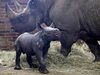 В чешки сафари парк се роди трети черен носорог за година