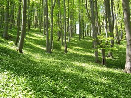367 дка нови гори залесиха в Централна Северна България