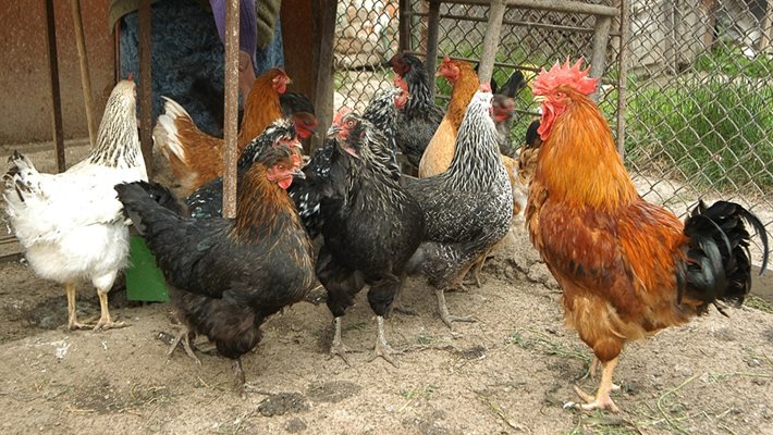 При кокошките заразяването с фипронил става чрез перата и кожата.
