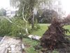 Изкоренени дървета и смачкани коли след силна буря в Харманли (Видео, снимки)