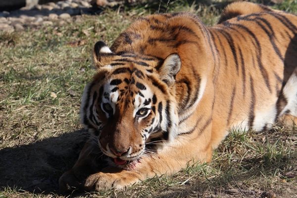 Почина 19-годишната тигрица Шели от Зоологическата градина в София