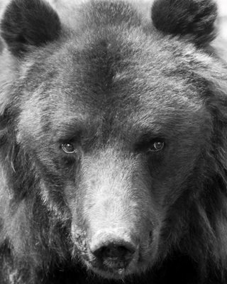 Почина 33-годишният мечок Чарли от парка в Белица. СНИМКА: Парк за мечки