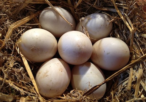 Способността на птиците да летят влияе върху формата на яйцата. СНИМКА: Pixabay
