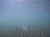 Сладководни медузи прелетели с птици от Китай до Плевен