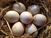 Способността на птиците да летят влияе върху формата на яйцата