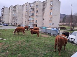 Стадо крави се разхождат из Малко Търново СНИМКА: Фейсбук
