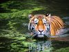 Индонезия търси изчезнал вид тигър в дивата природа