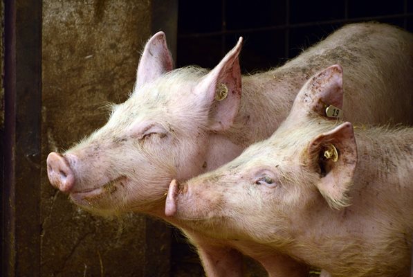Напълно възможно е свинете да разнасят африканска чума преди събора