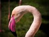 Десетки фламинги умряха от студ в Черна Горна