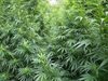 Калифорния легализира употребата и продажбата на марихуана