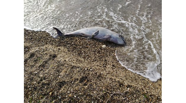 Този делфин, както и още 19 са открити мъртви на плаж “Трета буна” във Варна.

