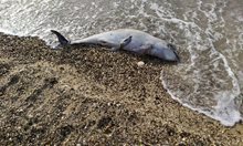 Сонари, звукови удари и експлозии убиват делфините в Черно море