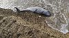 Сонари, звукови удари и експлозии убиват делфините в Черно море
