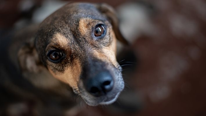 Над 200 кучета живеят в потресаващи условия в приют
Снимка; Валери Ведов