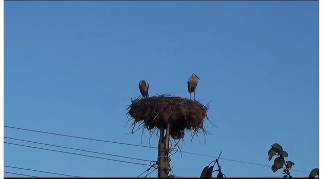 Щъркели в с. Якимово 
 
СНИМКА: СТОПКАДЪР ОТ ВИДЕОТО НА СЕМЧО МИРОНОВ