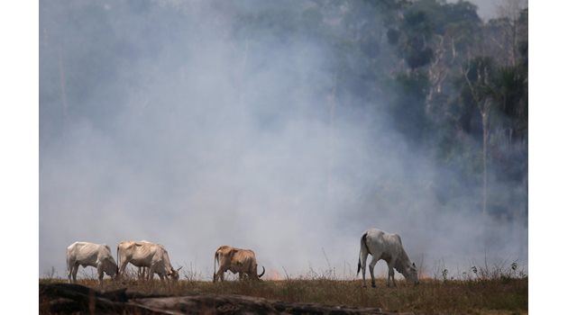 Крави пасат на новоосвободената от дървета земя в амазонската гора на Бразилия. Правителството на страната толерира фермерите да унищожават джунглата.