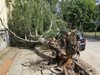 Буря изкорени дървета и потроши клони в Русе
