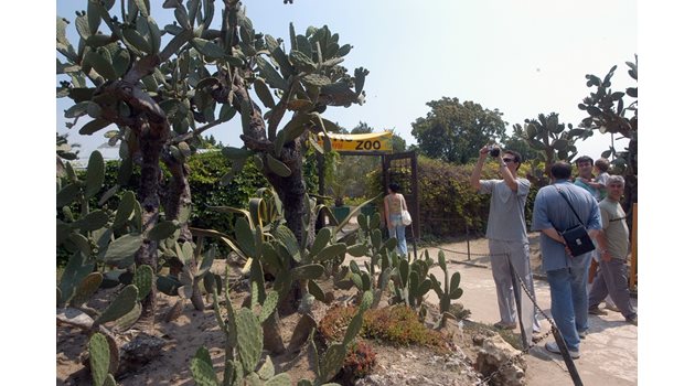 Една от най-големите забележителности на ботаническата градина е експозицията на кактуси.