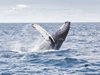 Гърбат кит се появи в река Темза (Снимки)