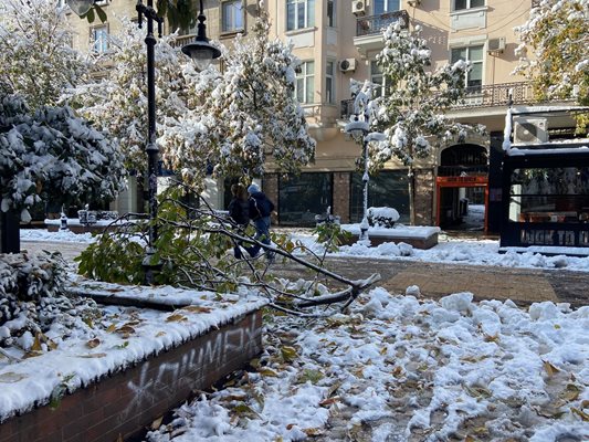 На много места в столицата има поражения.
Снимка: "24 часа"