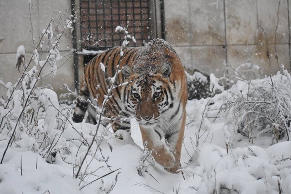  Амурската тигрица Шели се радва на снега