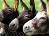 9 магарета емигрирали от България за година