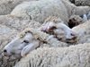 Умъртвяването на животните в Шарково ще продължи