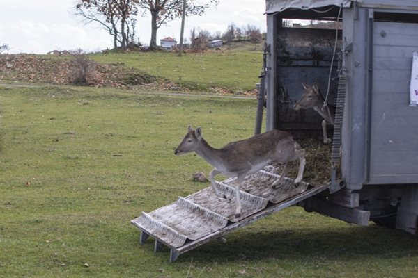 81 елен-лопатари бяха разселени в Източните Родопи тази зима. Снимка: Фондация "По-диви Родопи"