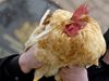 Ново огнище на птичи грип в село Смин