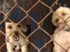 Природозащитници искат ефективна присъда за собственика на „кучешкия концлагер” край Варна