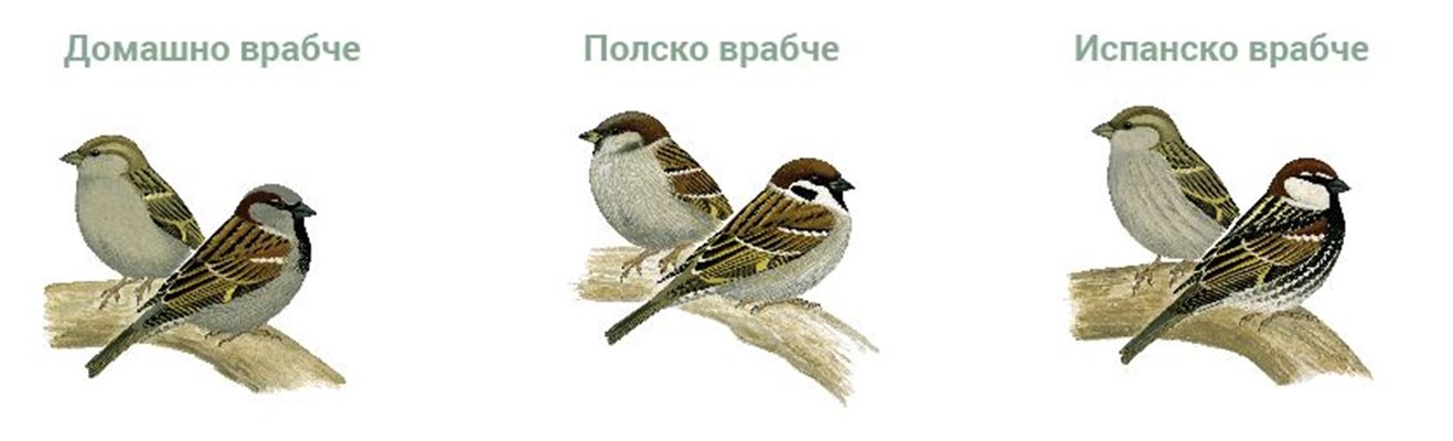В България живеят 3 вида врабчета - домашно, полско и испанско