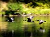 Канадска гъска изпрати в безсъзнание 51-годишен ловец